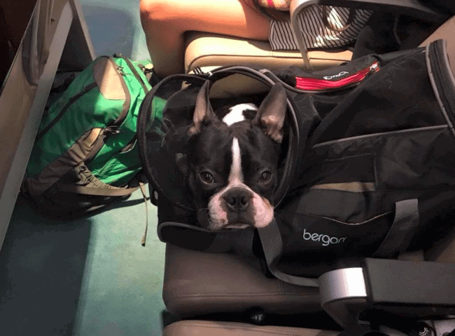 can you bring a boston terrier on a plane? 2