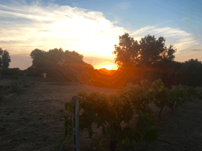 The sunsetting over an olive tree grove and grapevine, on the property of Masseria il Frantoio