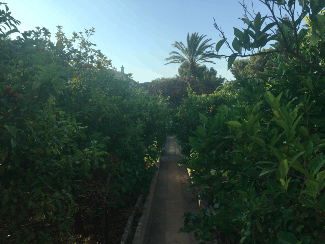 A citrus garden on the property.