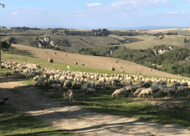 Give me more pecorino! A scene from the e-bike ride.